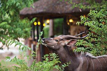 Motswari Private Game Reserve - Timbavati Khu bảo tồn Khu bảo tồn Klaserie Private Nature Reserve Ngoại thất bức ảnh